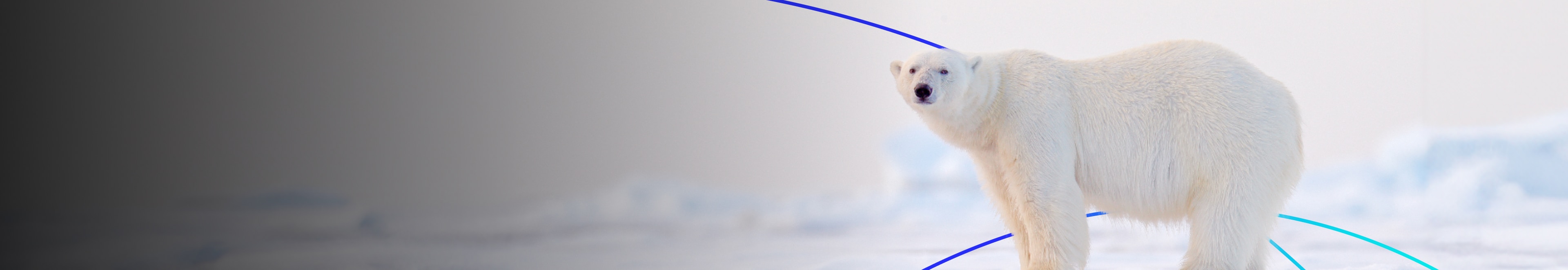 Polar bear standing alert on arctic ice.