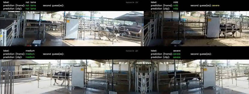 Cattle Lameness AI Video Model