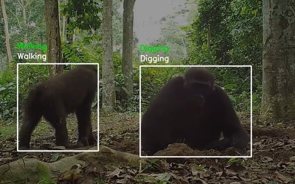Gorilla Behavior AI Video Model